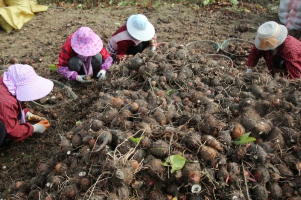 荔浦芋的产地，广西荔浦县为主产区