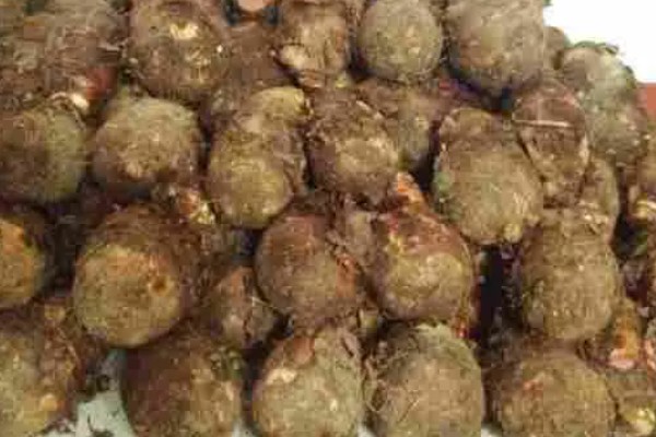 荔浦芋的产地，广西荔浦县为主产区