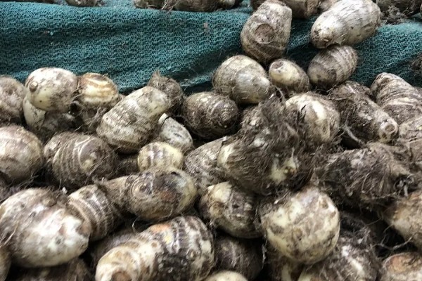 荔浦芋的产地，广西荔浦县为主产区