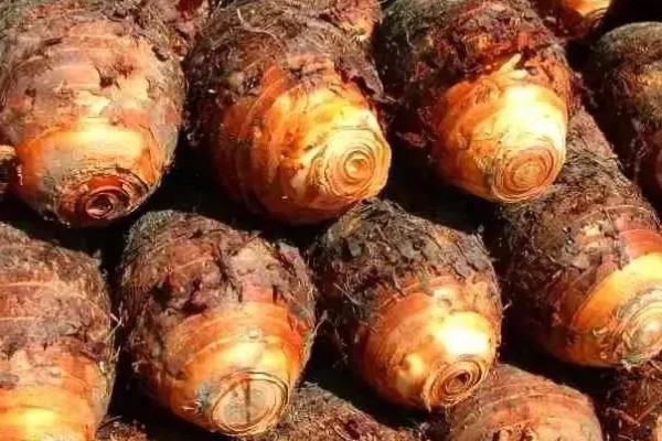 荔浦芋的产地，广西荔浦县为主产区