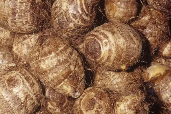 荔浦芋的产地，广西荔浦县为主产区