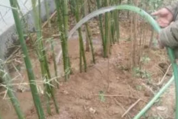 竹子变黄的原因,可能是浇水过多所致