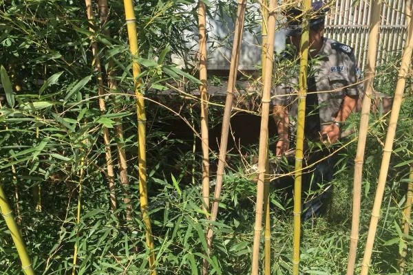 竹子变黄的原因,可能是浇水过多所致
