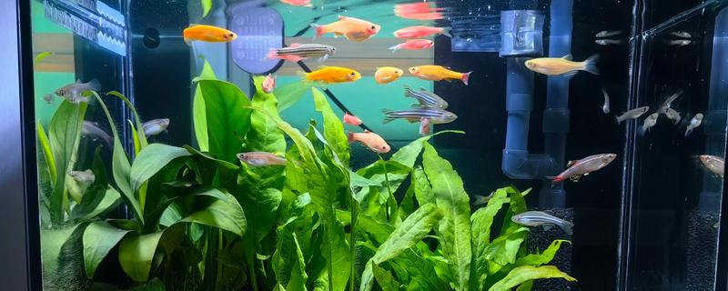 怎么喂养刚出生的孔雀鱼,把水温保持在25-26℃