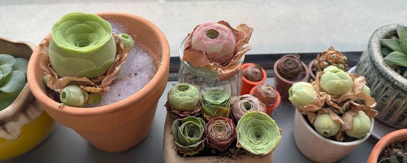 山地玫瑰开花后会不会死亡,母株会逐渐枯萎死亡但可以分株繁殖