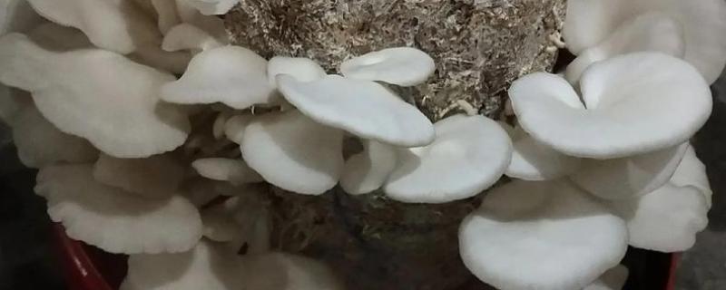 白平菇好还是黑平菇好,黑平菇的品质、口感略胜一筹