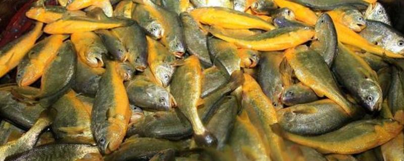 人工饲养的海水鱼种类，有大黄鱼、海鲈鱼等