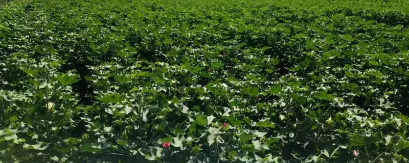 棉花遭遇涝害如何管理,需及时排除积水