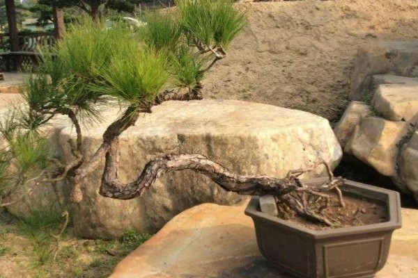 山松下山桩怎样养成活率高，需要定期修剪植株的枝叶