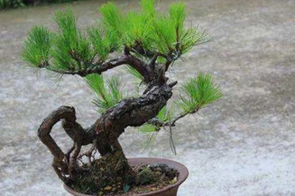 山松下山桩怎样养成活率高，需要定期修剪植株的枝叶