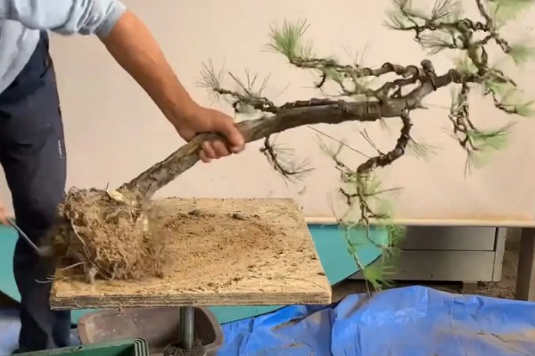 山松下山桩怎样养成活率高，需要定期修剪植株的枝叶