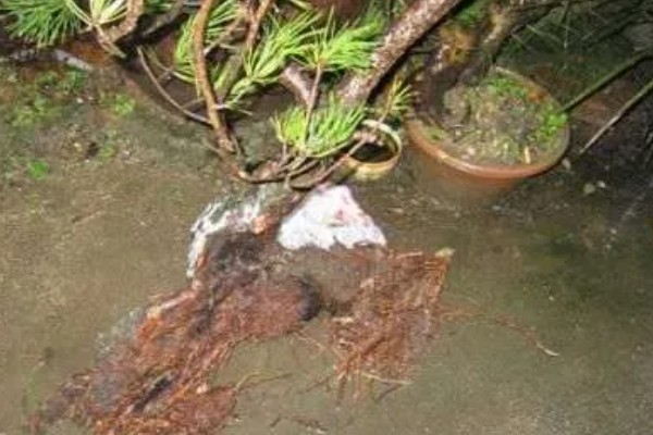 山松下山桩怎样养成活率高，需要定期修剪植株的枝叶