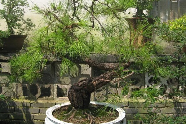 山松下山桩怎样养成活率高，需要定期修剪植株的枝叶