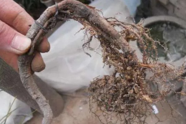 山松下山桩怎样养成活率高，需要定期修剪植株的枝叶