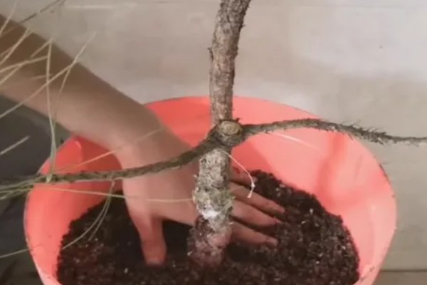 山松下山桩怎样养成活率高，需要定期修剪植株的枝叶