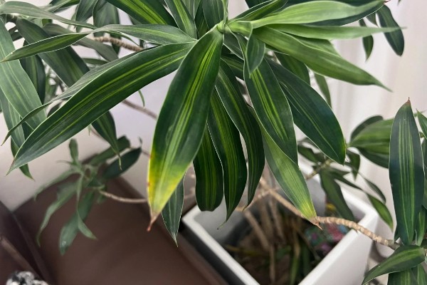 百合竹如何浇水，通常是以喷洒的方法进行浇水