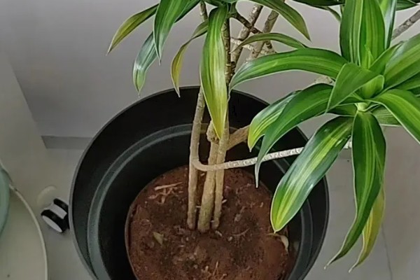 百合竹如何浇水，通常是以喷洒的方法进行浇水