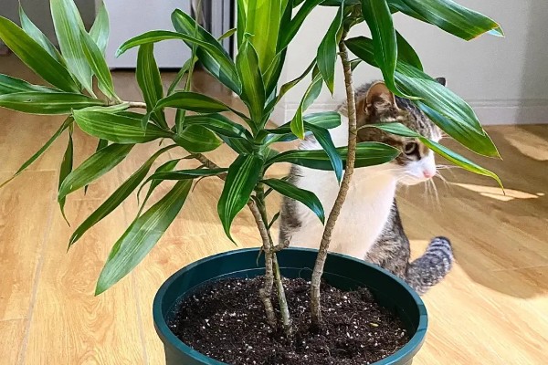 百合竹如何浇水，通常是以喷洒的方法进行浇水