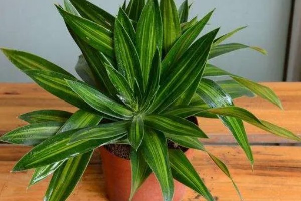 百合竹如何浇水，通常是以喷洒的方法进行浇水