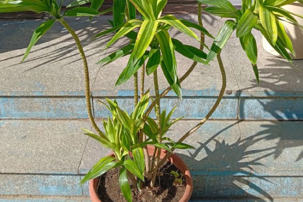 百合竹如何浇水，通常是以喷洒的方法进行浇水