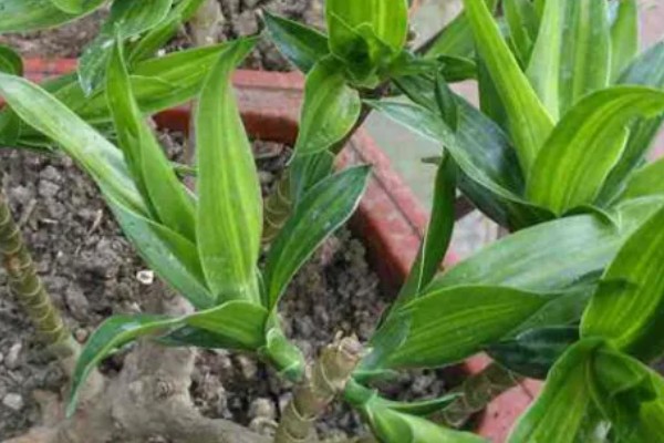 百合竹如何浇水，通常是以喷洒的方法进行浇水