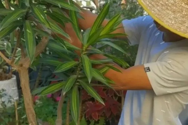 百合竹如何浇水，通常是以喷洒的方法进行浇水