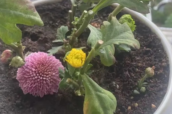 乒乓菊花后如何修剪，花梗处根据长度进行修剪