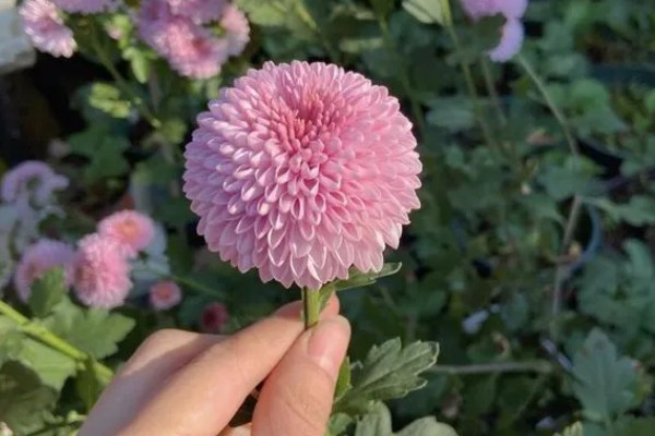 乒乓菊花后如何修剪，花梗处根据长度进行修剪