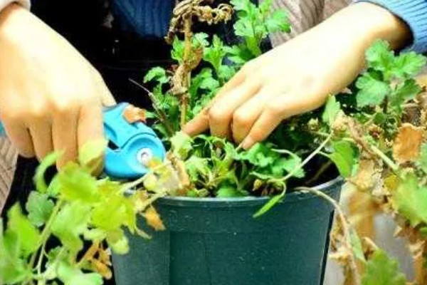 乒乓菊花后如何修剪，花梗处根据长度进行修剪