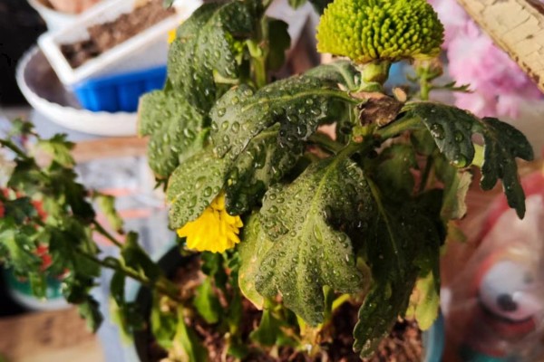 乒乓菊花后如何修剪，花梗处根据长度进行修剪