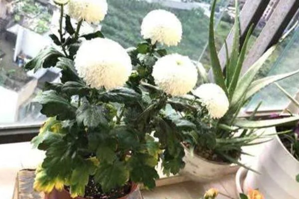 乒乓菊花后如何修剪，花梗处根据长度进行修剪