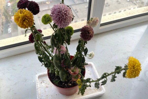 乒乓菊花后如何修剪，花梗处根据长度进行修剪