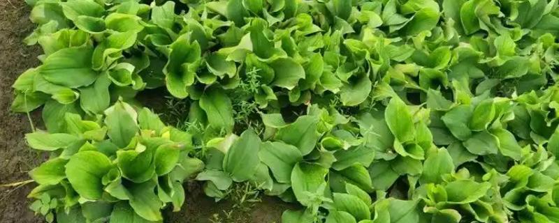 山柰何时收获，每年的12月至翌年3月收获