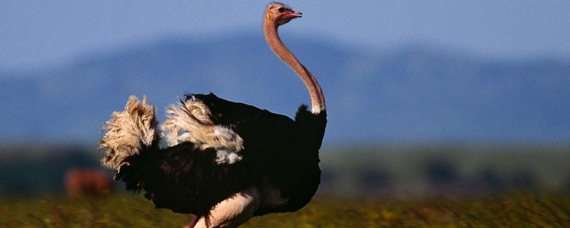 鸵鸟是什么动物，是鸟类卵生动物