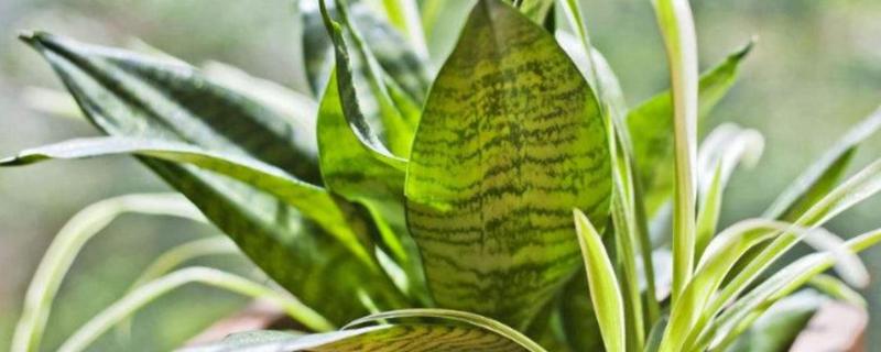 虎皮兰开花是不是好兆头,是转运招财的好兆头