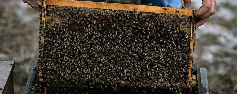 一箱蜂一年能分几箱,因分蜂方法不同而不同