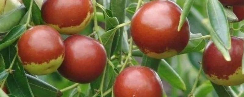 冬枣缩果病如何防治，增施有机肥和磷钾肥可提高抗病性