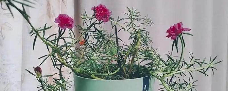 半枝莲的养殖方法,要为植株提供全日照