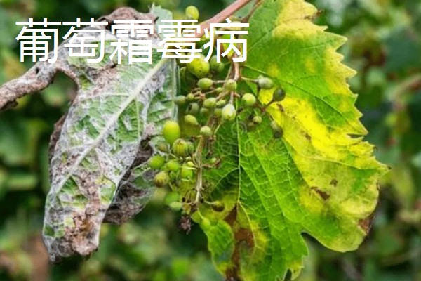 葡萄霜霉病的症状，新梢受害会停止生长