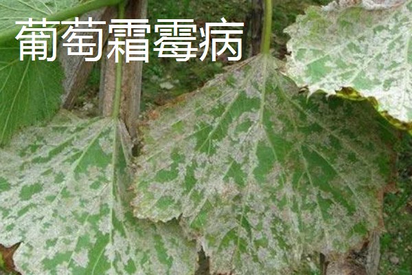 葡萄霜霉病的症状，新梢受害会停止生长