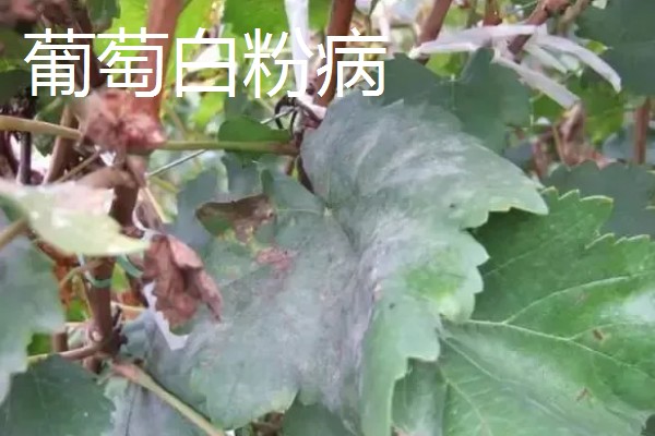 葡萄霜霉病的症状，新梢受害会停止生长