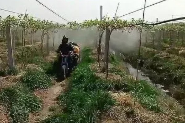 葡萄霜霉病的症状，新梢受害会停止生长