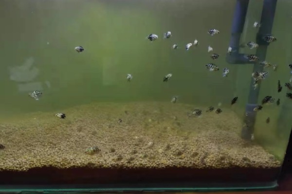 鱼缸水白浑能不能恢复，无法恢复可采取换水等措施