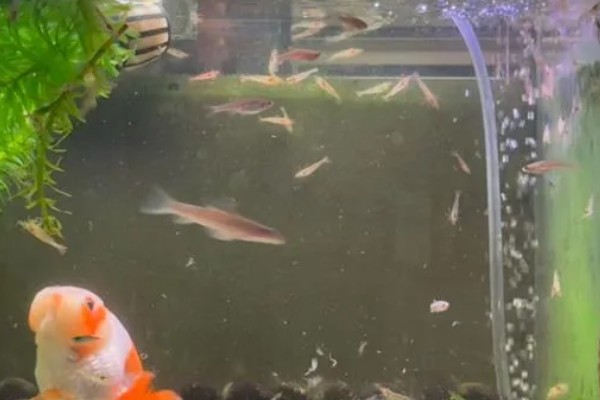 鱼缸水白浑能不能恢复，无法恢复可采取换水等措施