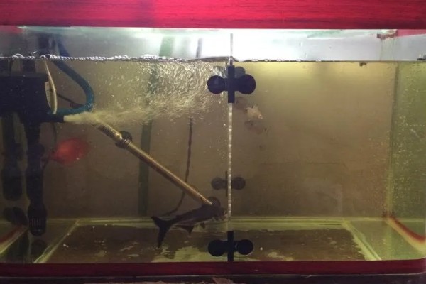 鱼缸水白浑能不能恢复，无法恢复可采取换水等措施