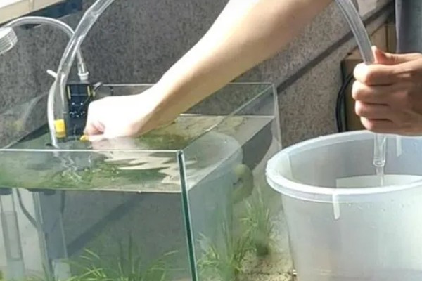 鱼缸水白浑能不能恢复，无法恢复可采取换水等措施