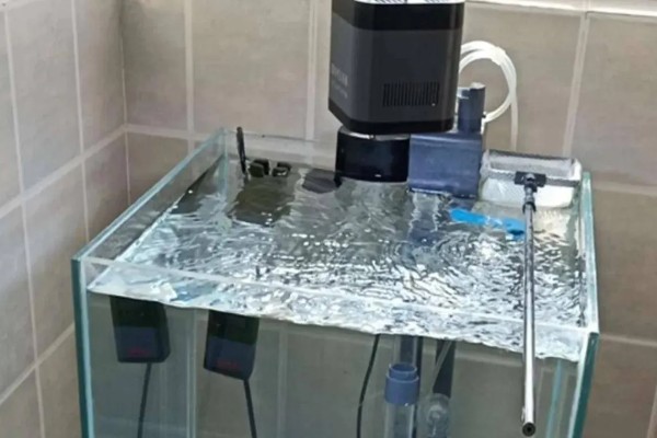 鱼缸水白浑能不能恢复，无法恢复可采取换水等措施