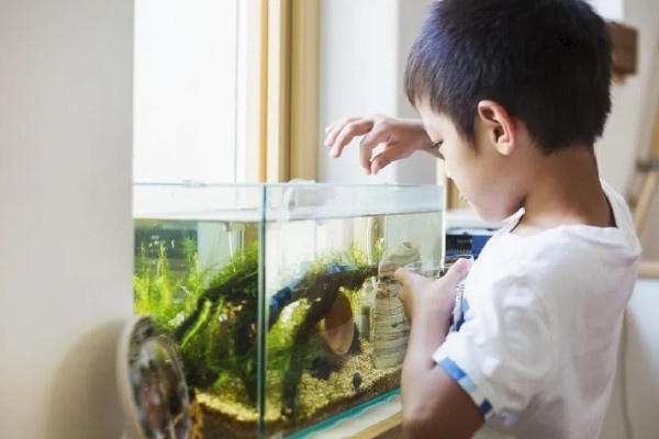 鱼缸水白浑能不能恢复，无法恢复可采取换水等措施