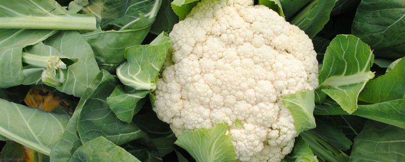 花菜的简介,属于二年生植物