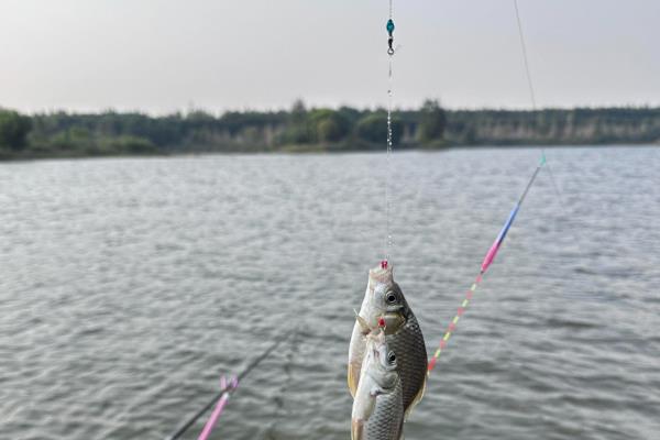 春季钓鲤鱼是钓深水还是浅水，因时节不同而不同